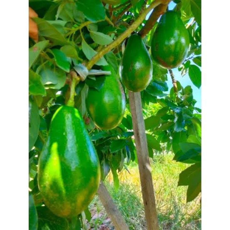 Bibit Alpukat Lilin Singkawang Hasil Okulasi Asli