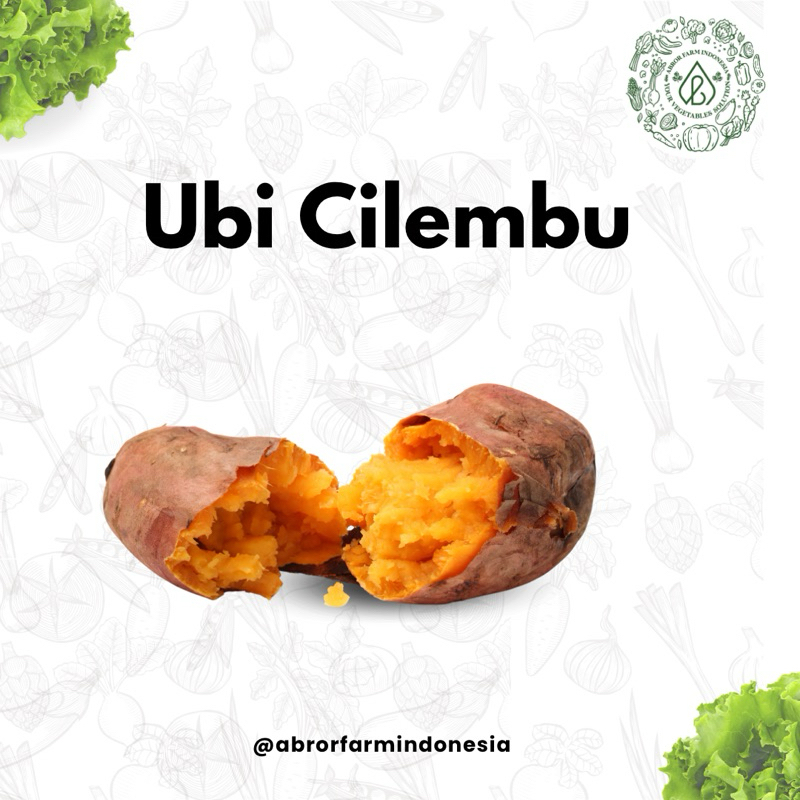 

Ubi Cilembu
