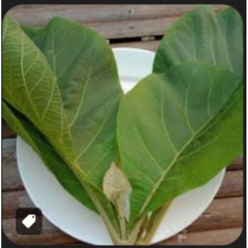 

Daun jati muda segar-daun jatii Herbal 100 gram