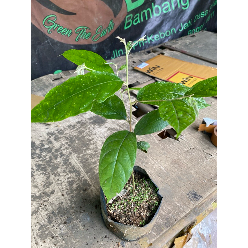 Bibit Pohon kemenyan - Tanaman Kayu Menyan - Tanaman Kayu hutan Styrax benzoin - Pohon Kimenyan