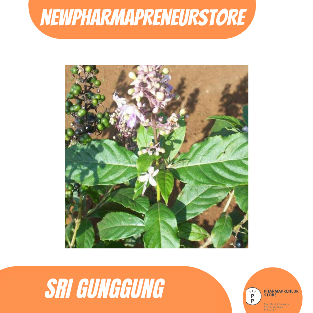 

DRIED SERBUK SRIGUNGGUNG BEST QUALITY