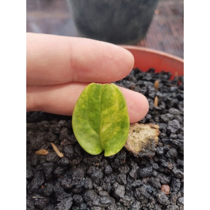 anthurium pteroductyl varigata ( nempel bonggol) bonus mangkok tornado varigata