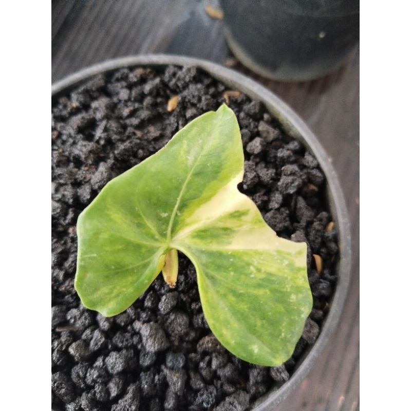 anthurium pteroductyl varigata mewah ( nemepl bonggol)