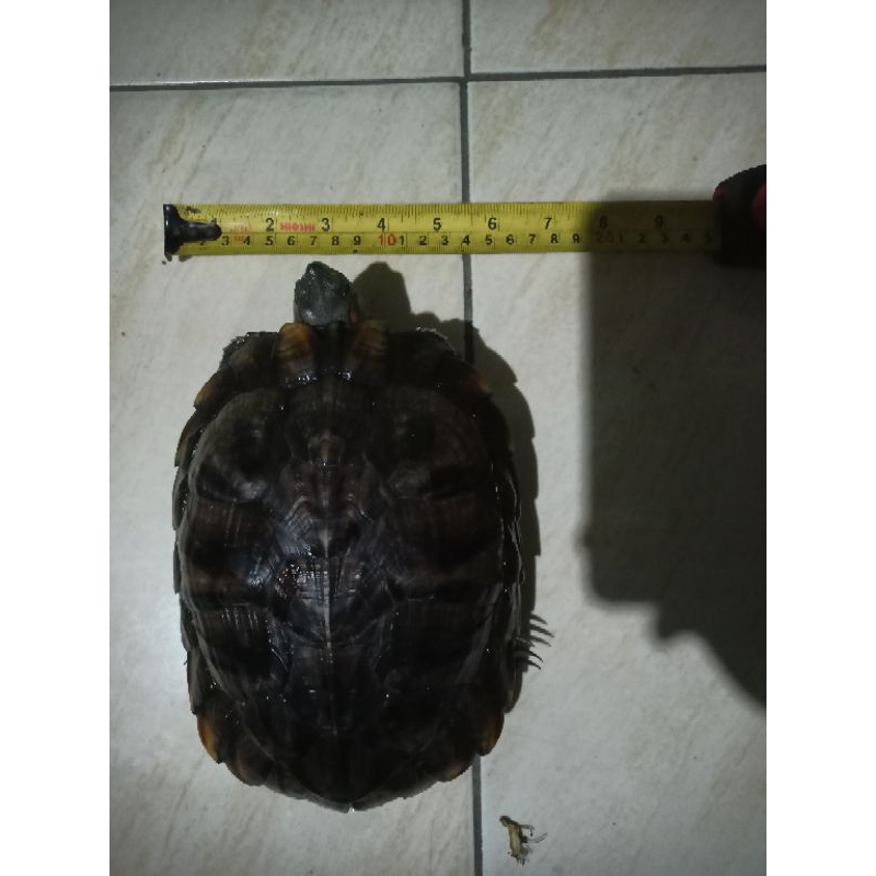 kura-kura brazil indukan