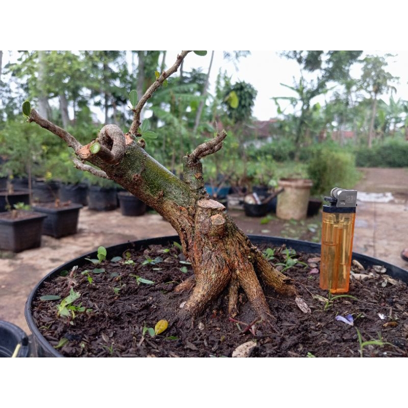 bahan bonsai saeng simbur vietnam (bss7) - REAL PICT