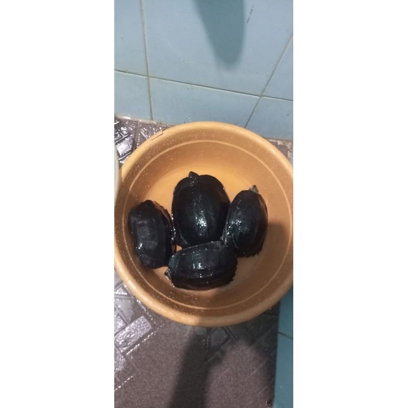 mainan kura kura piput