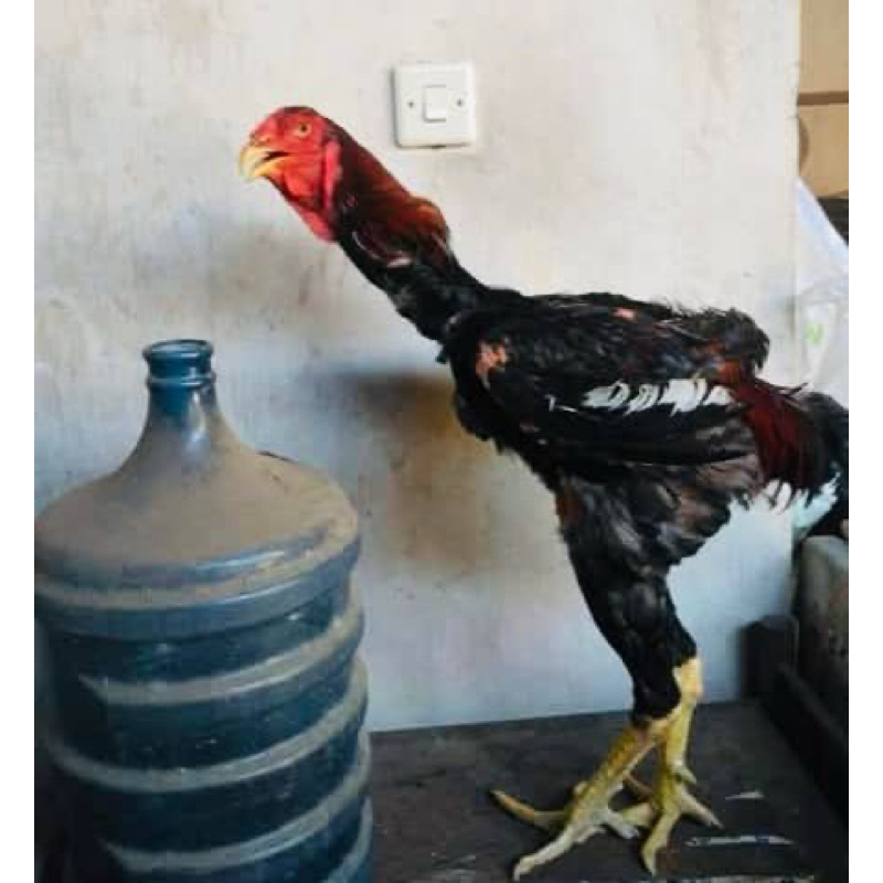 

TELUR FERTIL AYAM INDIOGIGANTE F2 X KUB UNTUK DI TETASKAN