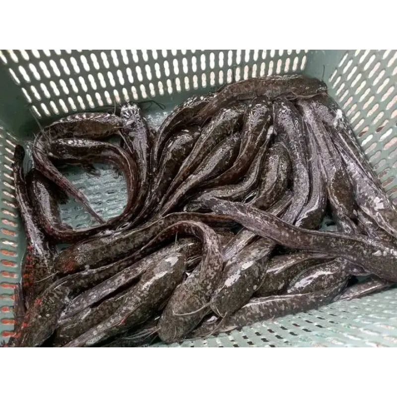 

ikan lele hidup ikan lele live hidup 1kg bergaransi