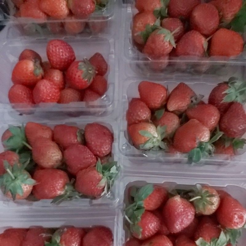 

Buah Strawberry