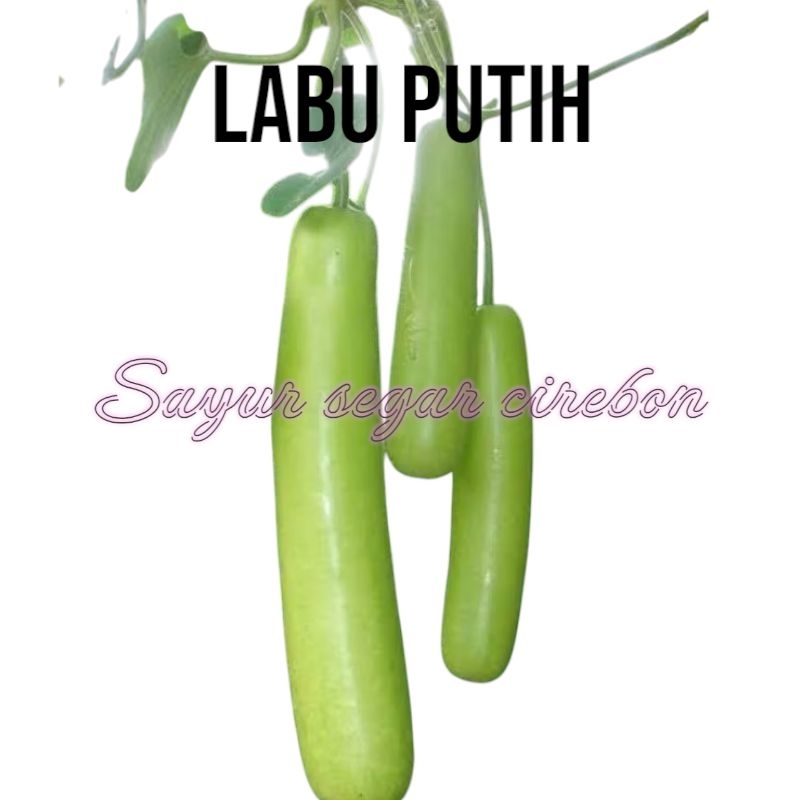 

LABU PUTIH /Sayur Segar Cirebon