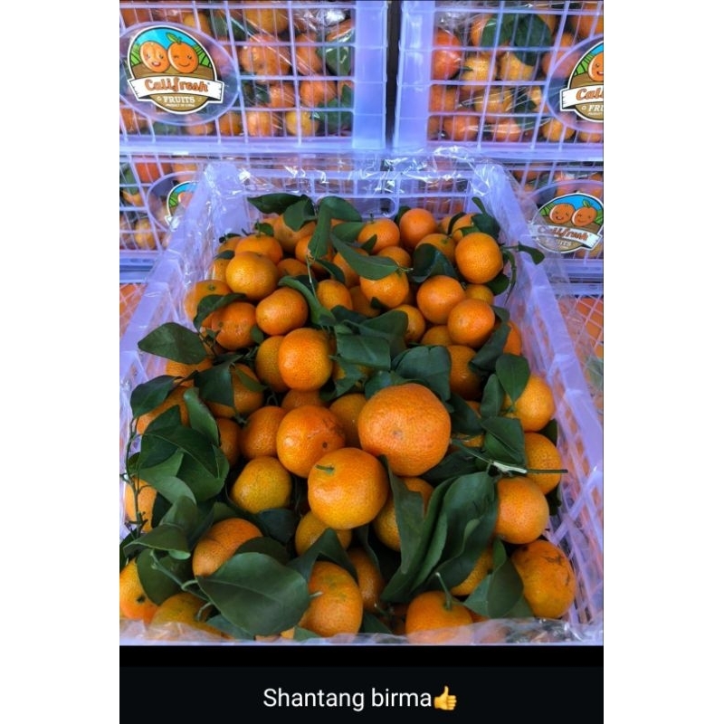 

Buah jeruk Santang Birma Mandarin 1keranjang 6kg buah jeruk