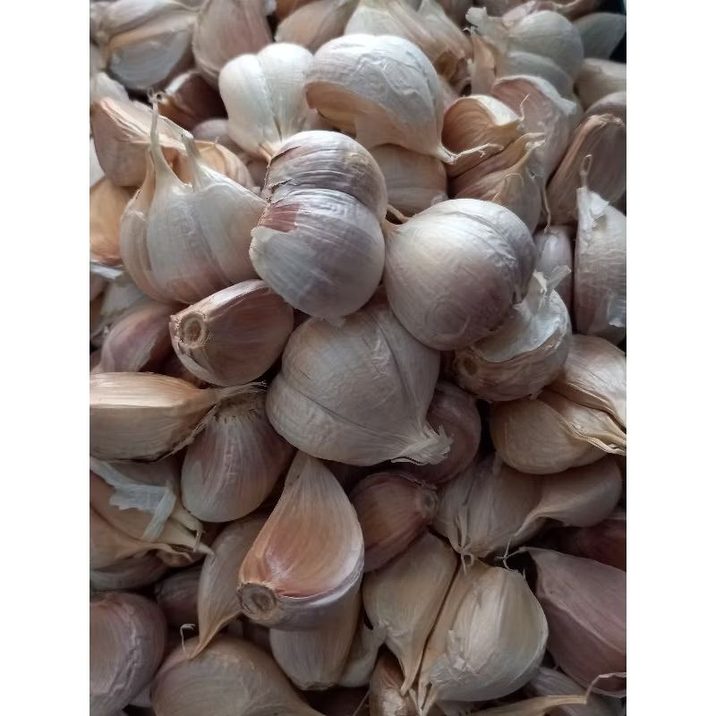 

Bawang Putih Kating