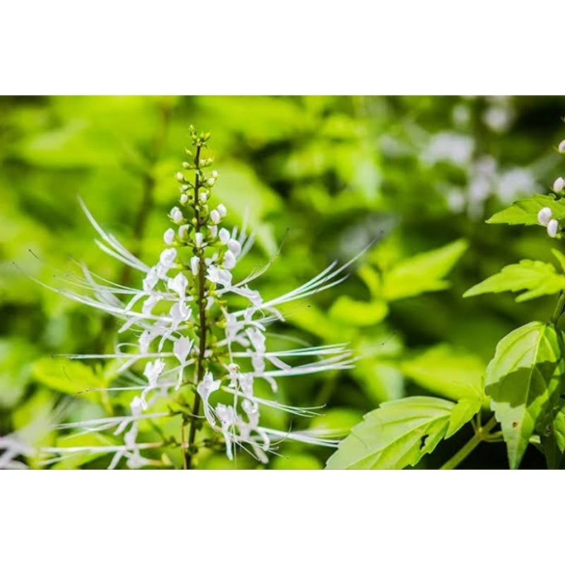 

Daun kumiskucing segar daun Herbal organik/petik dadakan/Nur'falisha oll shopp