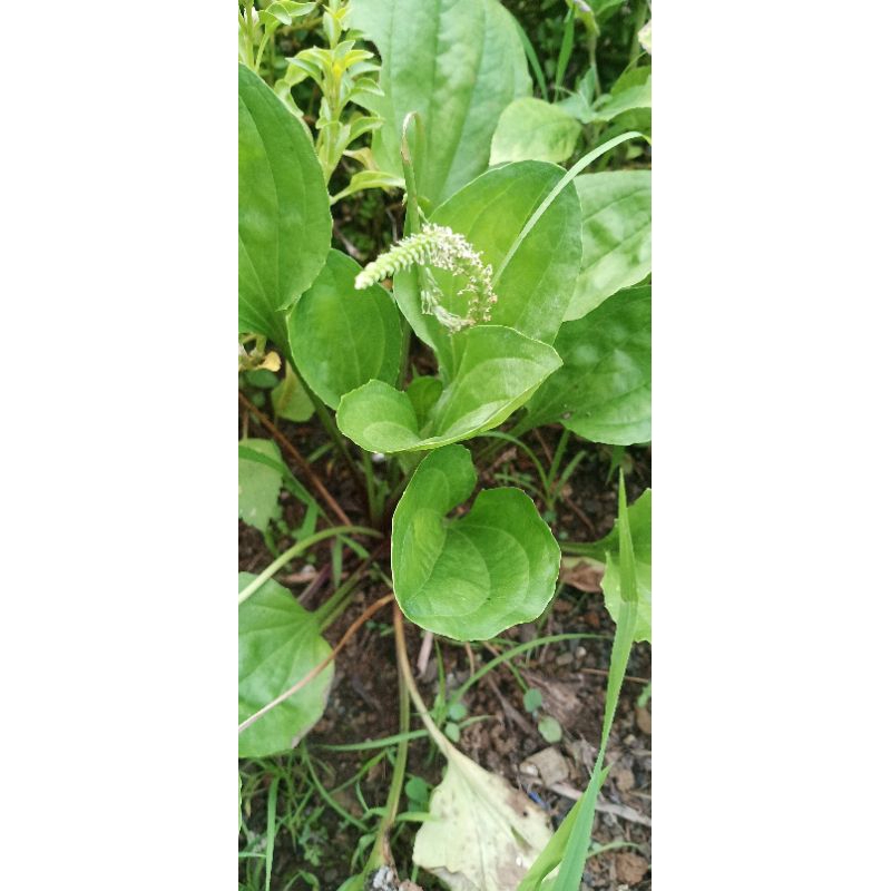 

500 gram daun Kiurat segar untuk herbal