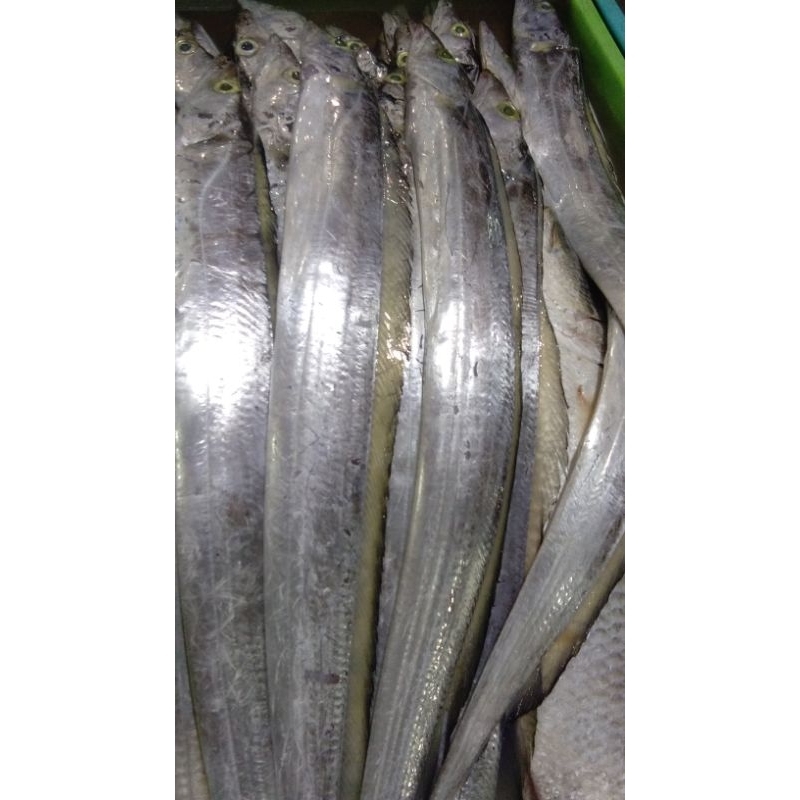 

IKAN LAYUR