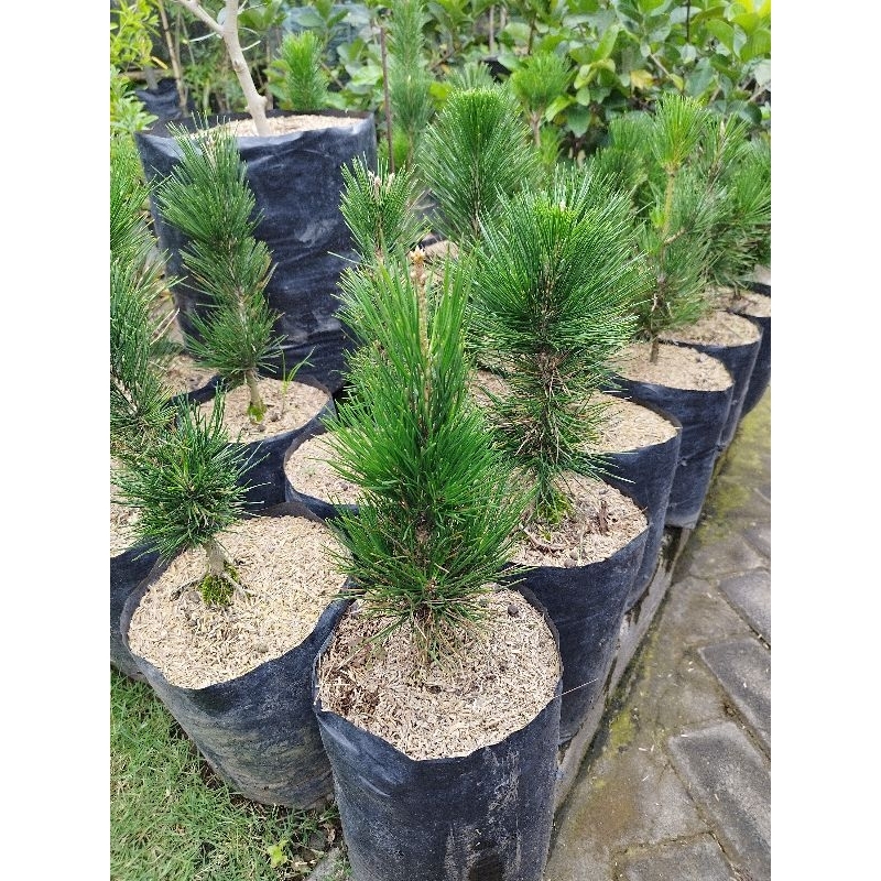Pohon Japanese Black Pine - Pinus Hitam Jepang - Tanaman Hias Cemara Black Pine - Tanaman Bahan Bons