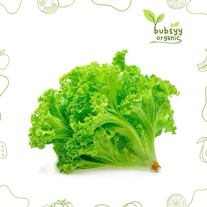 

SELADA 250 GRAM MURAH