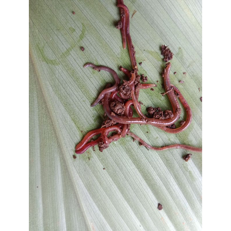 umpan pancing ikan wader,ikan nila