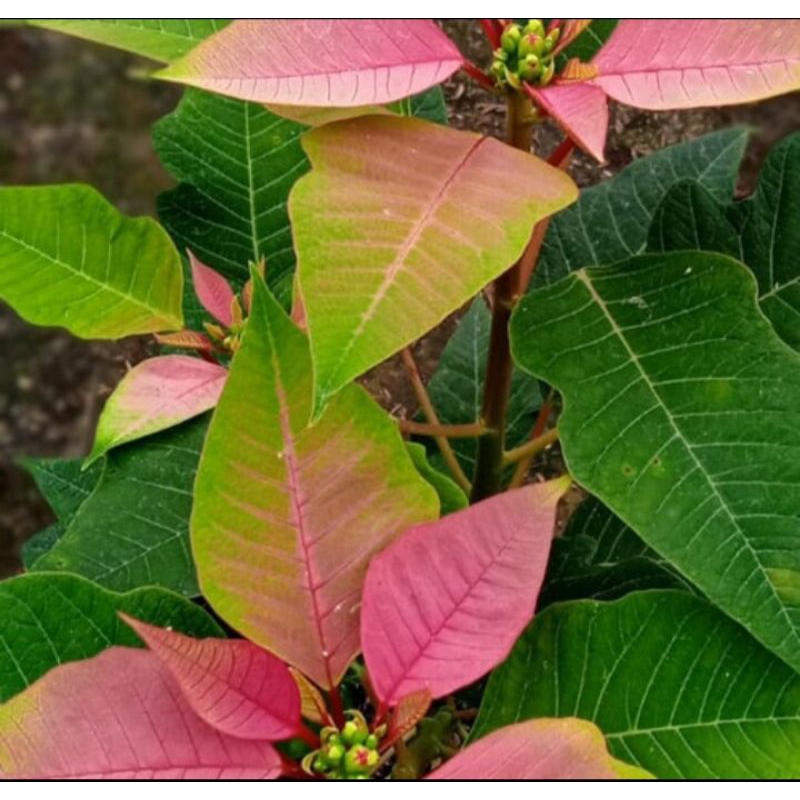

Daun katusba segar petik langsung 500 gram