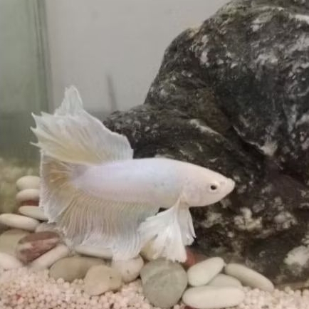 Ikan Cupang Dumbo Ear Halfmoon