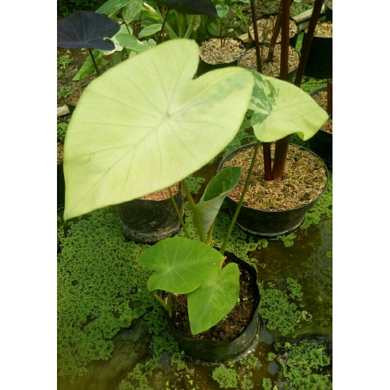 (Ukuran Kecil) Bibit Colocasia Yellow Splash Ori Import