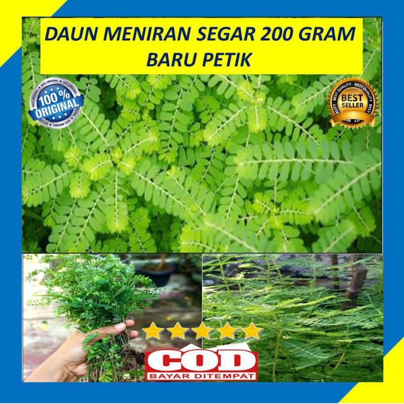 

Cod Daun Meniran Segar fresh 200 Baru Petik