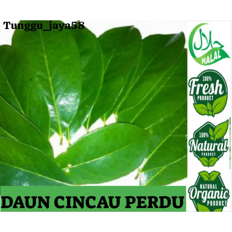

200 GRAM DAUN CINCAU PERDU FRES alami bahan membuat jelly cingcau