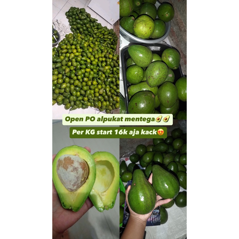 

alpukaddd