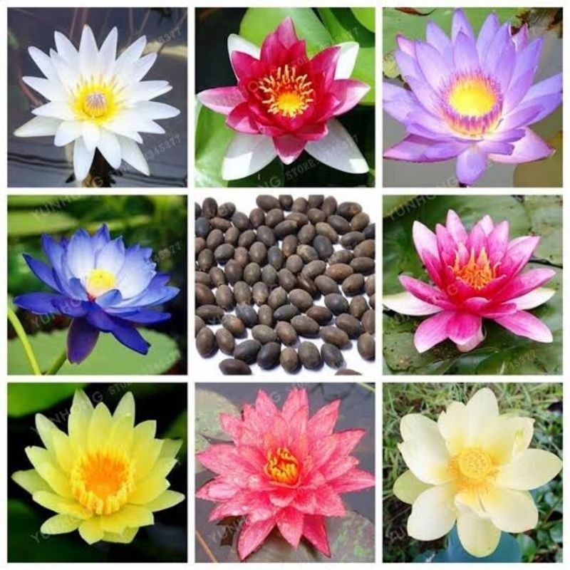 

BIJI TERATAI LOTUS MINI UNTUK DI TANAM 500 Gram