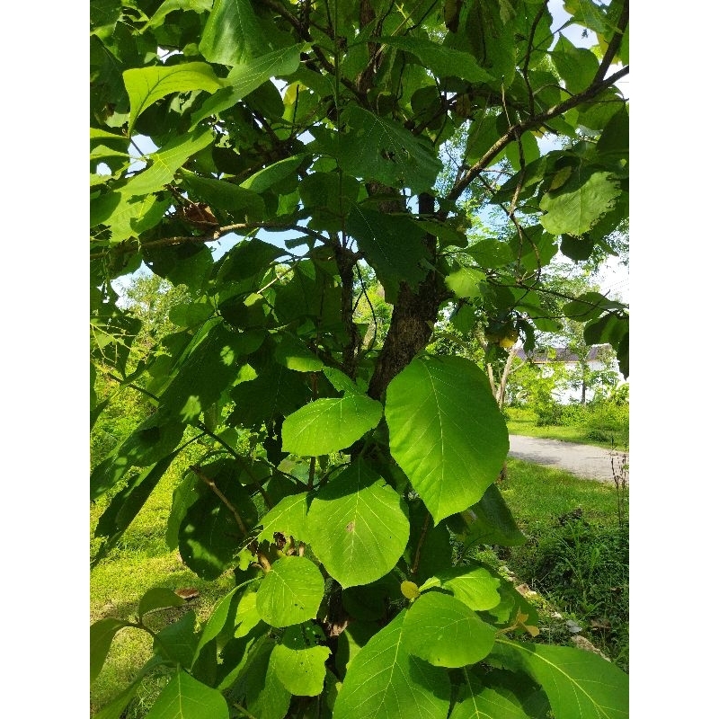 

Daun Jati Varietas Gayo