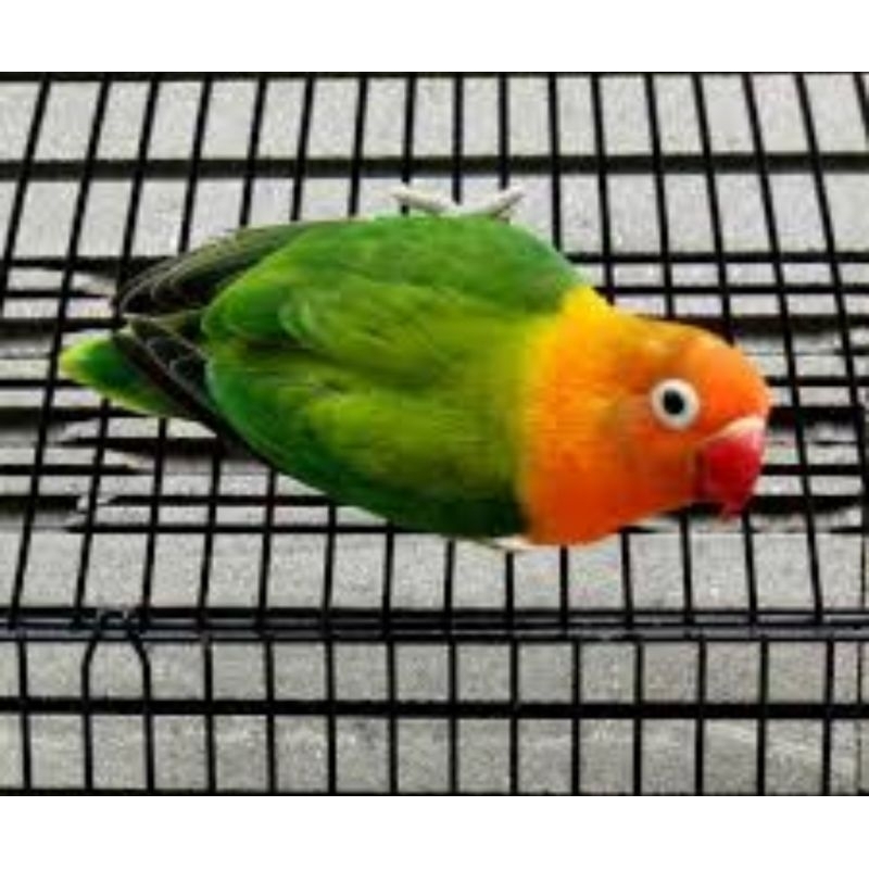 BURUNG LOVEBIRD BIOLA GREEN