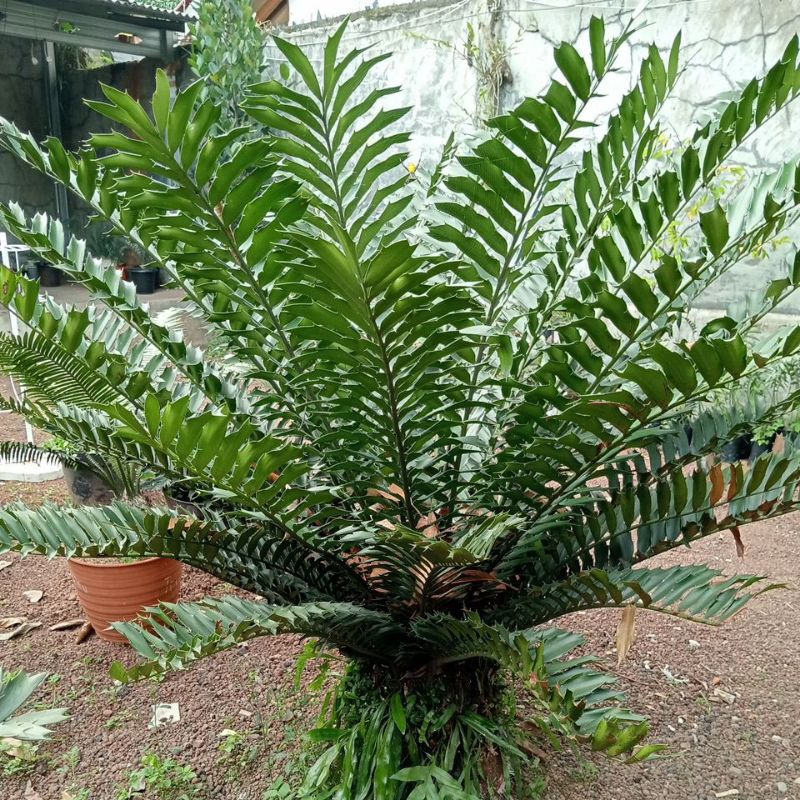 ENCEPHALARTOS FEROX