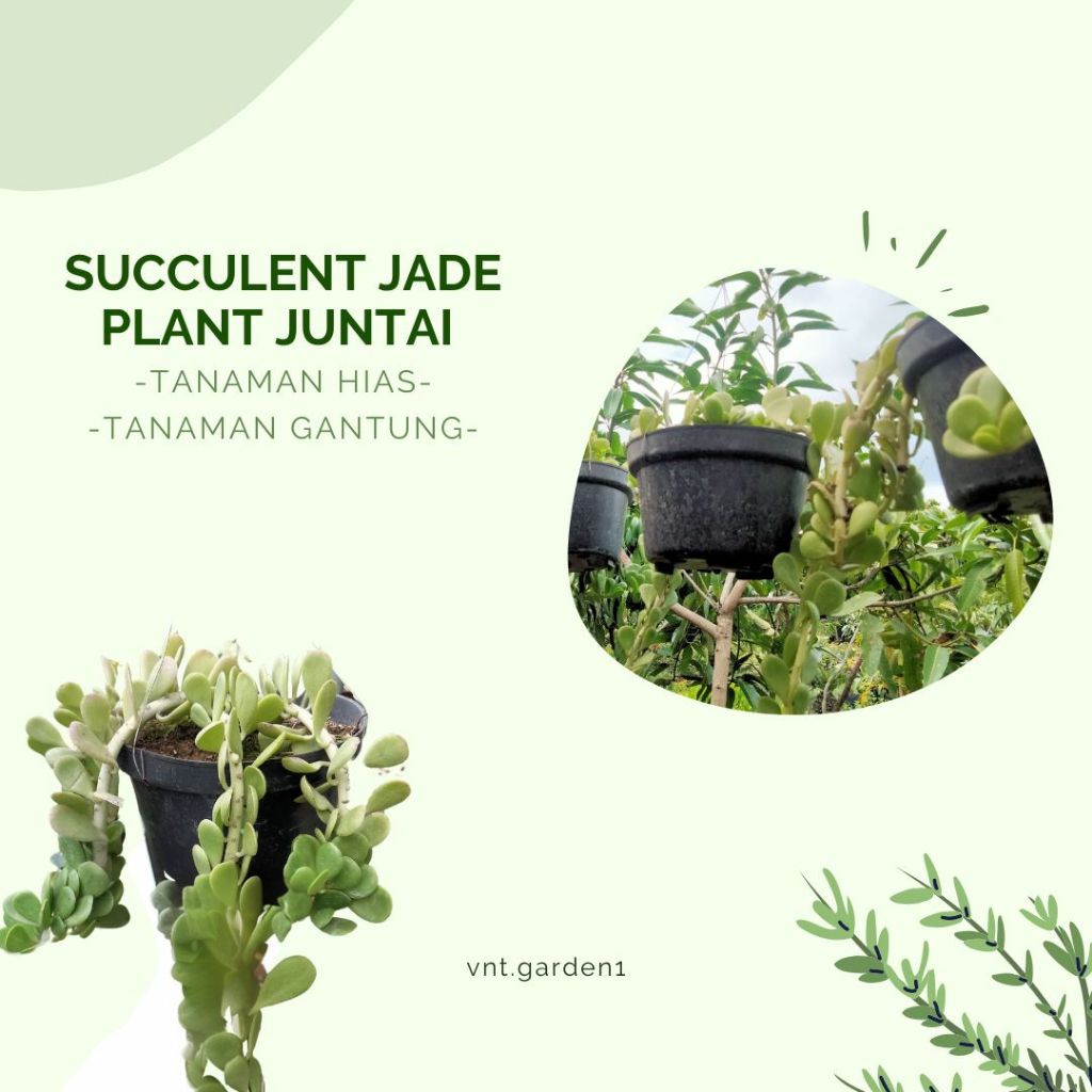 ￼Succulent Jade Plant Juntai Indukan Besar/ Jade plant Juntai/ Tanaman hias gantung
