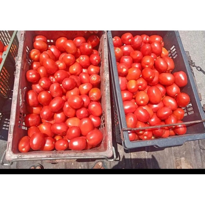 

tomat segar langsung dari petani 1kg 30k