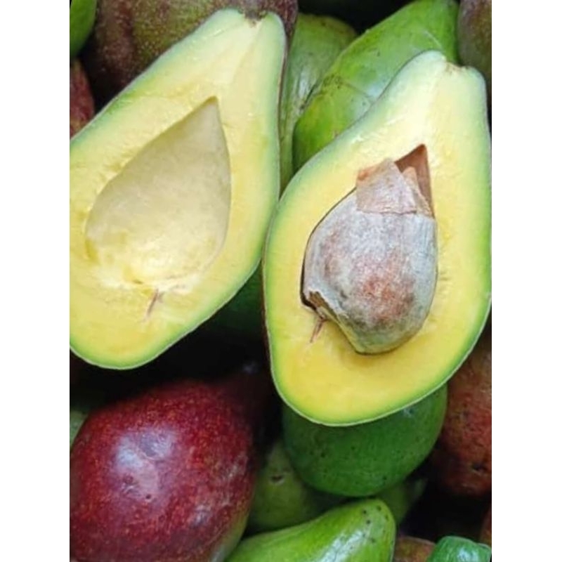 

buah alpukat mentega lumajang 1kg 3/5 stok redy mentah