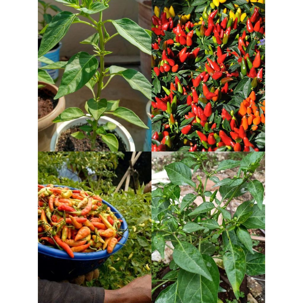 bibit cabai rawit unggulan