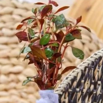 Ludwigia red malang sp tanaman aquascape 10 batang
