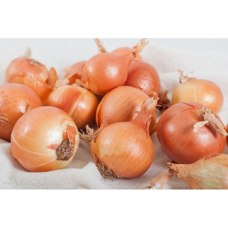 

bawang bombay 500 gram segar fresh