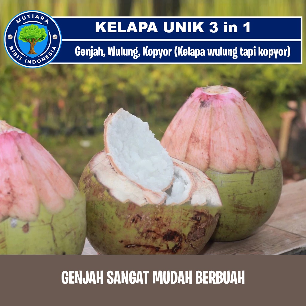 Bibit Kelapa Unik 3 IN 1 Genjah Kopyor Wulung (Merah) dalam satu pohon
