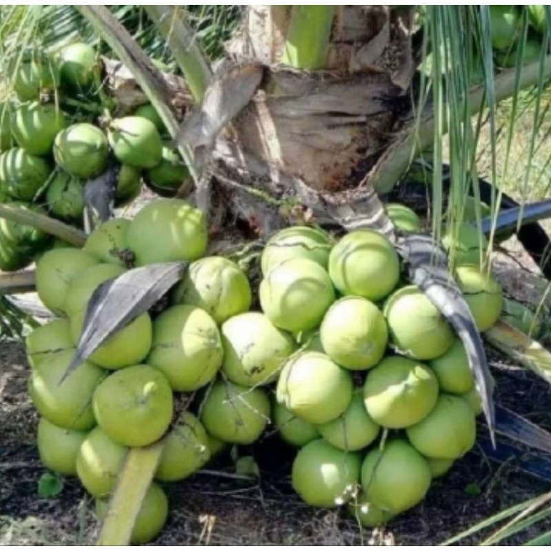 bibit kelapa hibrida (super) genjah