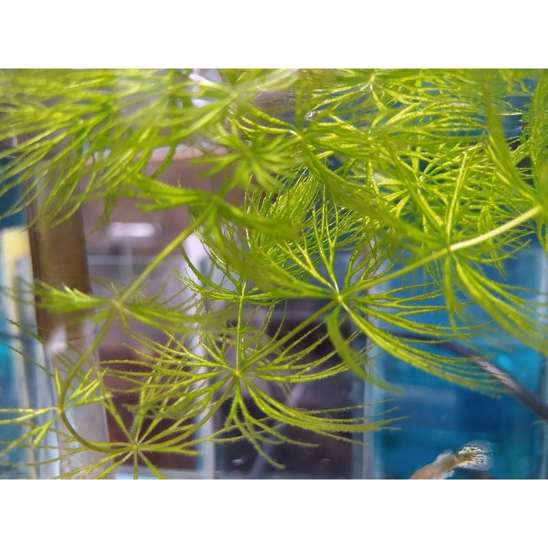 tanaman air ganggang ekor tupai