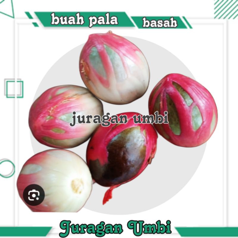 

biji buah pala segar 1 kg basah