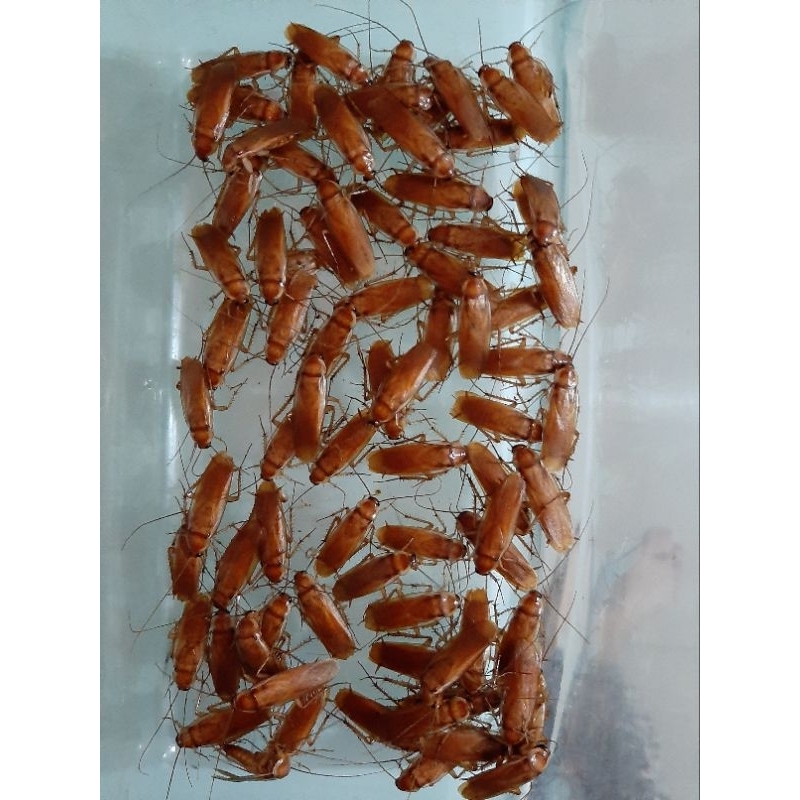 Kecoa Turkish Jantan paket 40 ekor pakan reptil