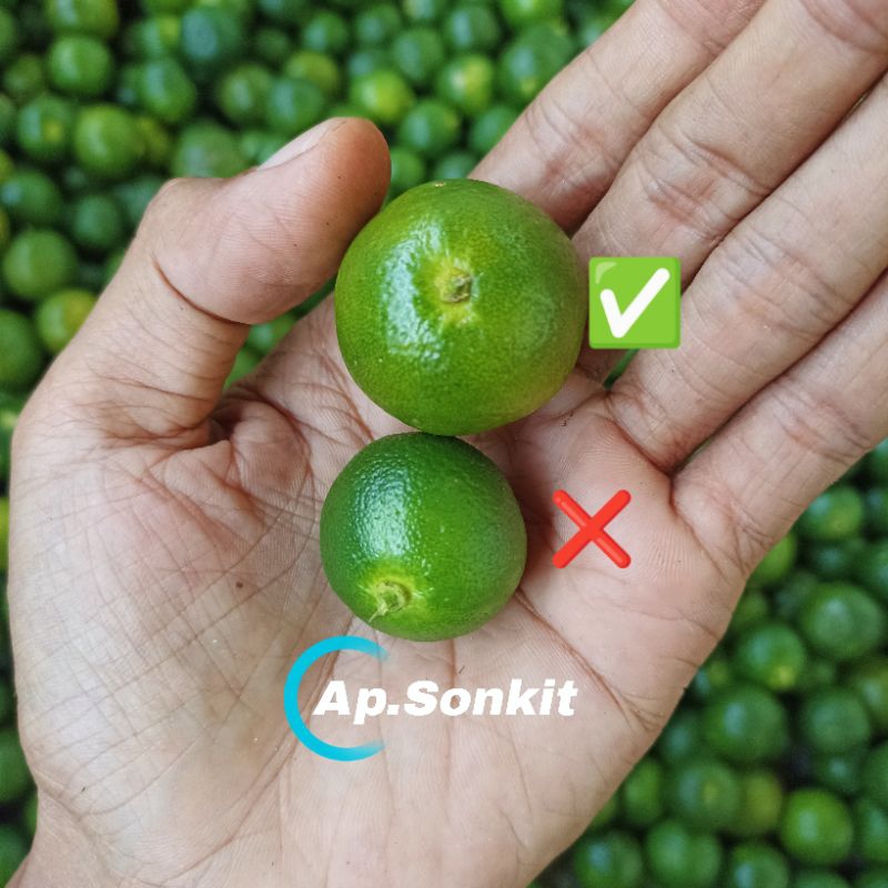 

1 kg jeruk sonkit (SEDANG&BESAR) jeruk kalamasi, jeruk kasturi, jeruk kunci frest