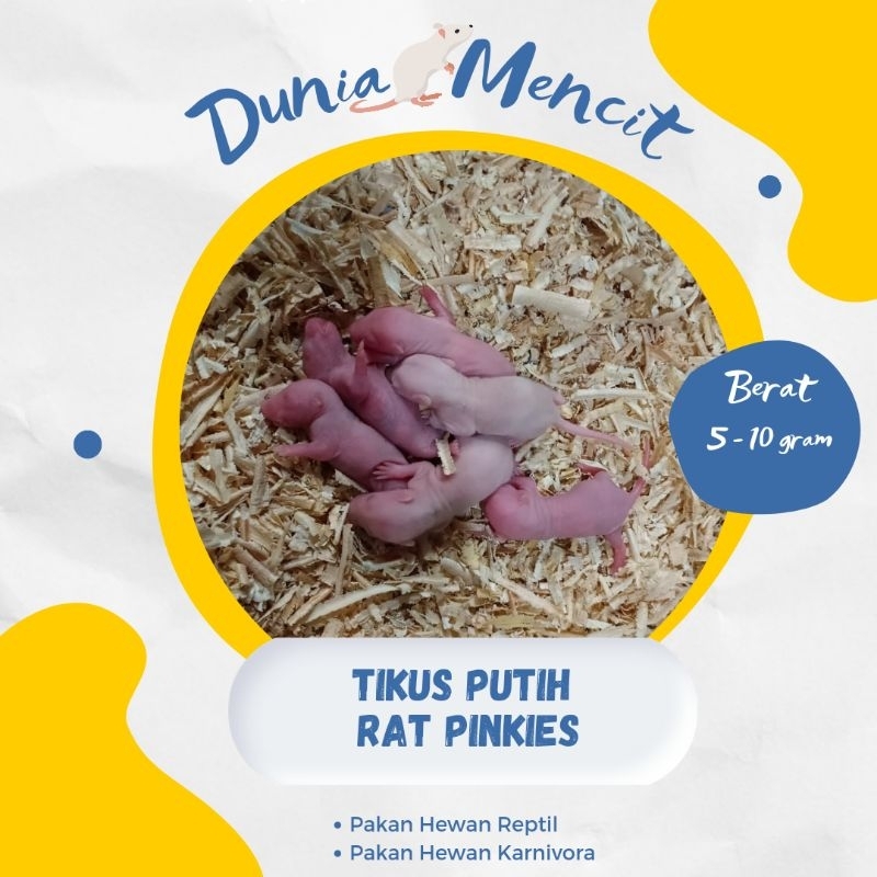 Tikus Putih Rat Pinkies