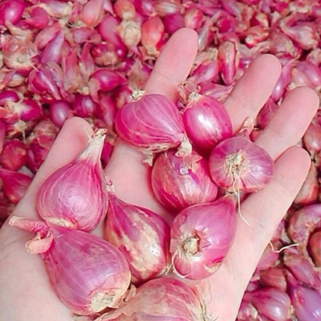 

Bawang Merah Brebes Jumbo Segar