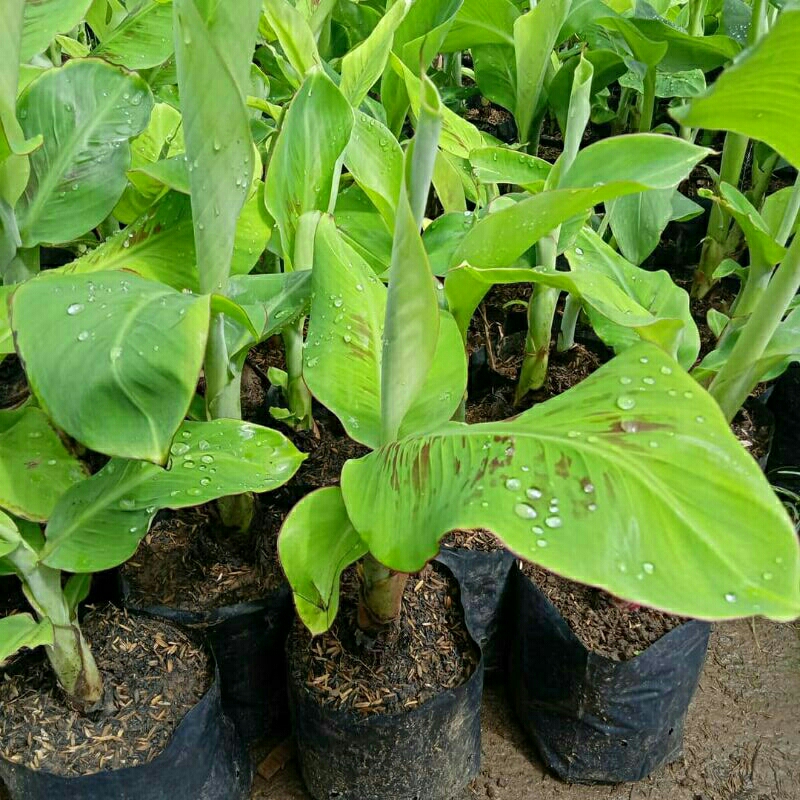 

bibit cau calang caling murah murah