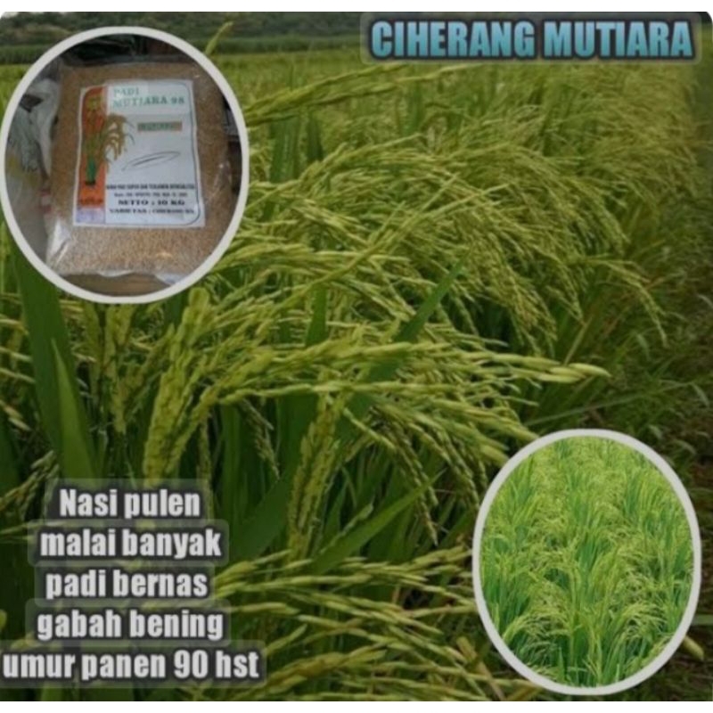 benih padi Ciherang mutiara kualitas unggul super 5kg