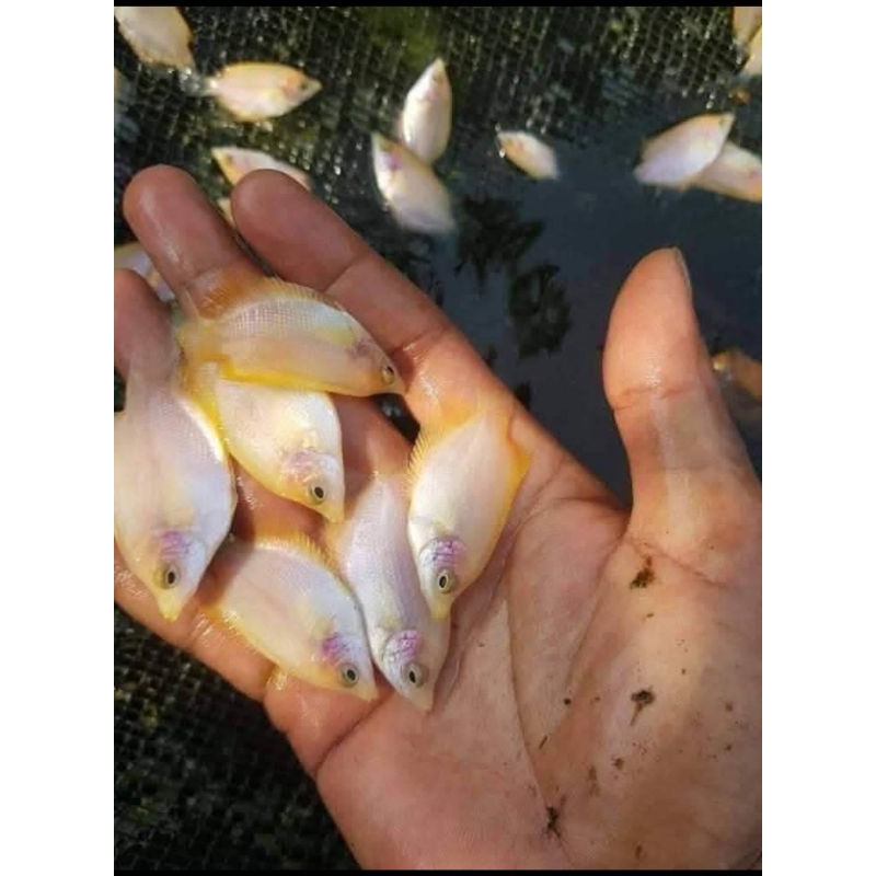 ready stok bibit ikan gurame padang ukuran kuku jempol tangan paket isi 1000 ekor