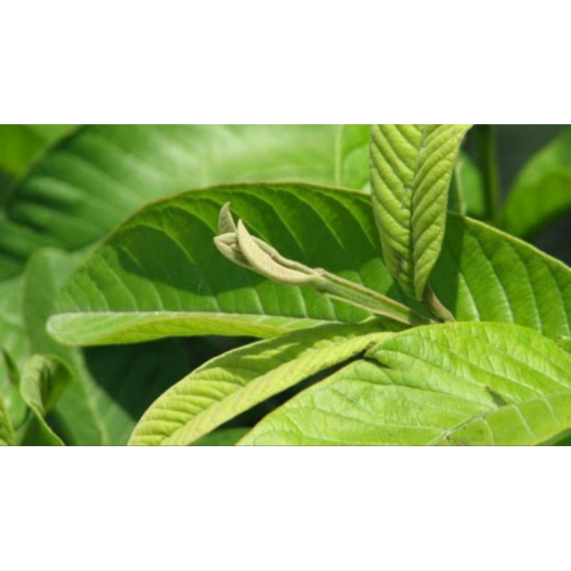 

Daun jambu biji asli segar 500 gram